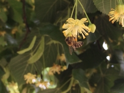 Linedenhonig Blüte mit Biene