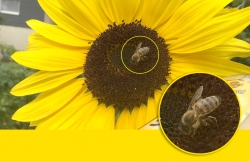 Sonnenblume mit Biene (Vergrößerung der Biene)