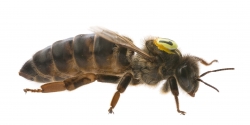 Die Bienenkönigin Buckfast oder Carnica