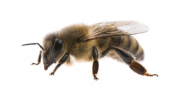 Arbeiterin Biene